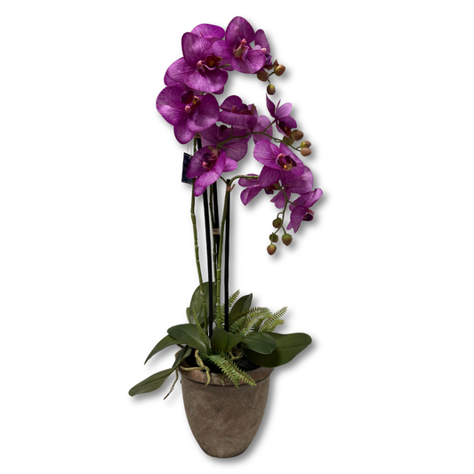 Forever Orchids