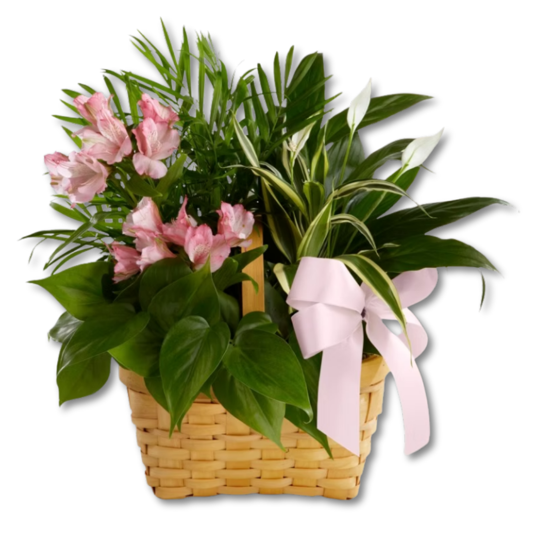 The FTD® Living Spirit™ Dishgarden