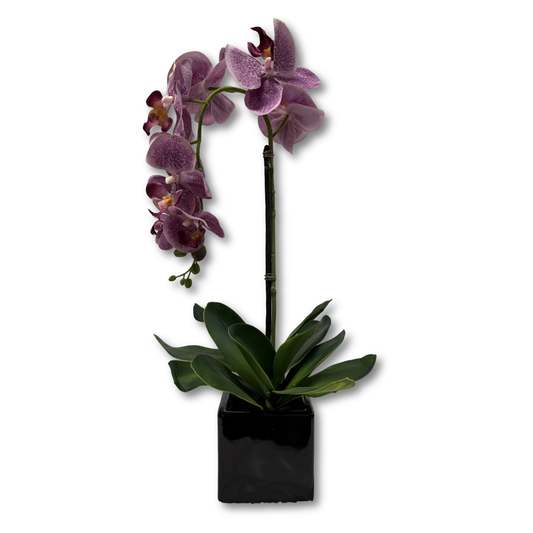 Forever Orchids