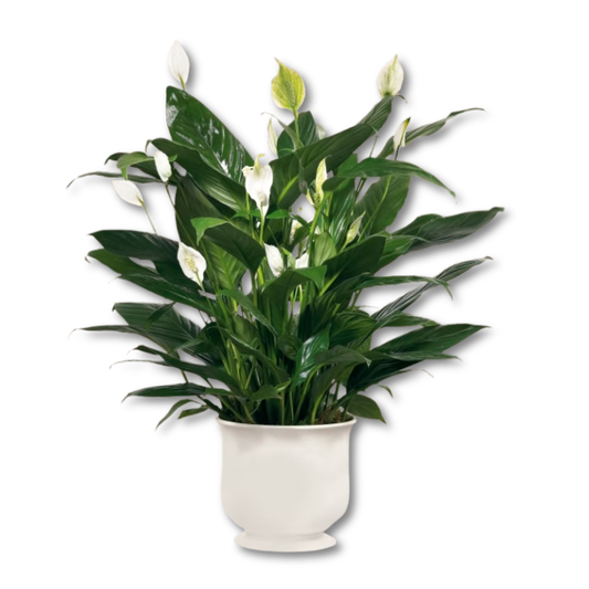 The FTD® Comfort Planter Peace Lily