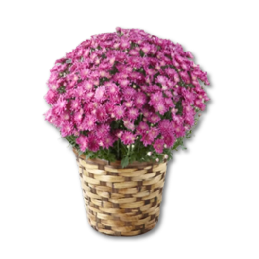 The FTD® Devotion™ Pink Mum