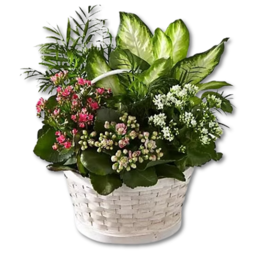 The FTD® Rural Beauty™ Dishgarden