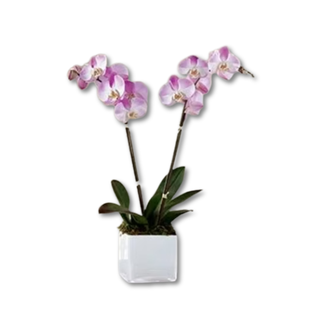 The FTD® Pink Orchid Plant