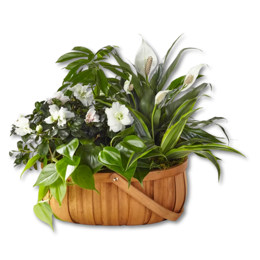 The FTD® Serene™ Dishgarden