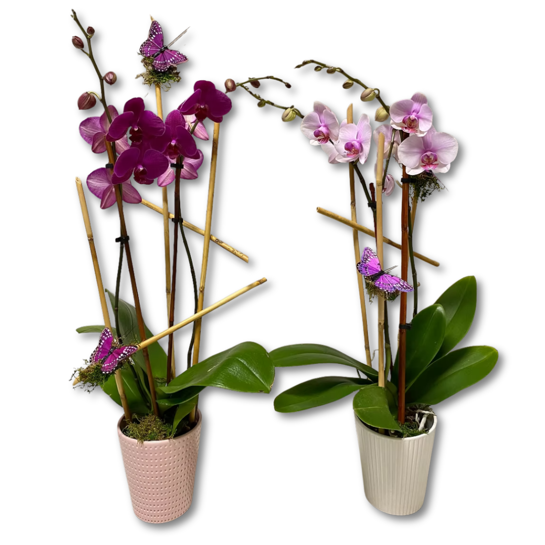Designed Orchid Plant