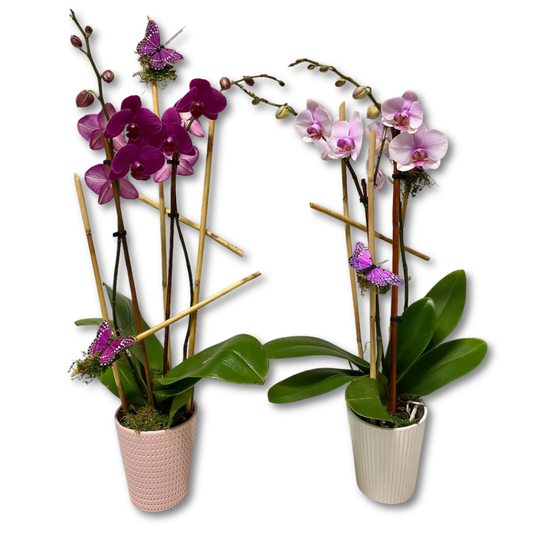 Designed Orchid Plant