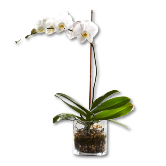 The FTD® White Orchid Planter