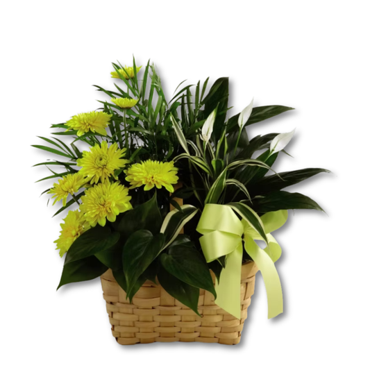 The FTD® Loving Light™ Dishgarden