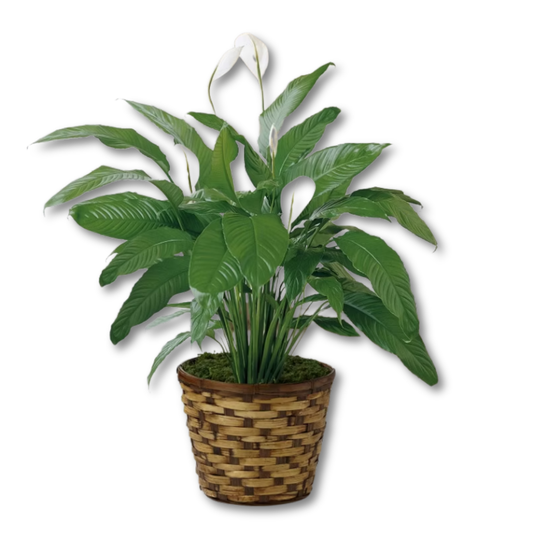 The FTD® Spathiphyllum